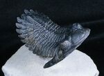 Flying Hollardops Trilobite - Great Preservation #3968-4